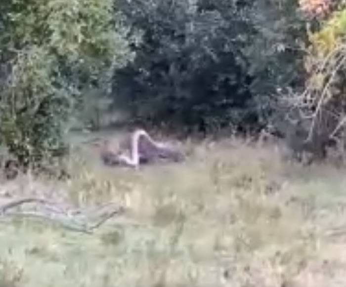非洲大蟒蛇和猎豹之间的生死搏斗被视频拍到