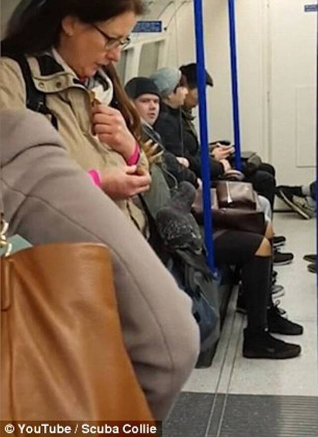 英国伦敦地铁内一只鸽子飞到女乘客斜背袋上不愿离开