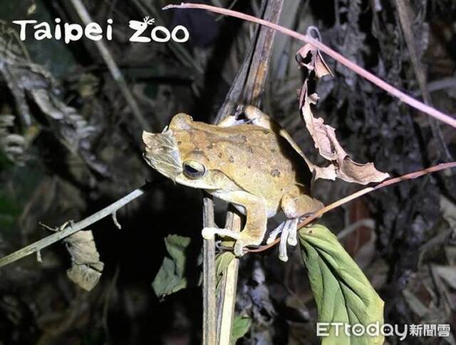 台北市动物园妙招清除外来物种“斑腿树蛙” 成猛禽美味大餐