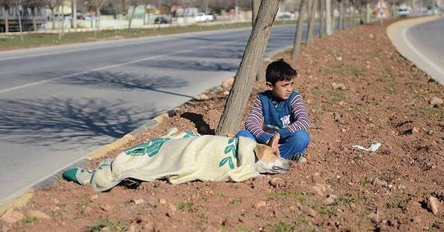 叙利亚8岁小难民在土耳其路旁轻轻安抚车祸狗狗直到救援团体到来