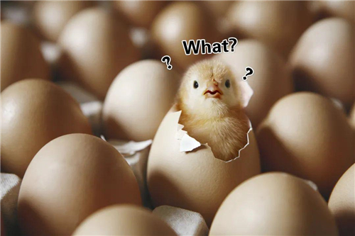 煮熟的鸡蛋真的还能返生并孵化成小鸡吗