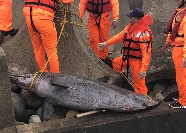台湾澎湖岸巡人员在牛踏尾海滩发现两具保育类的宽吻海豚尸体 疑误触流刺网致死