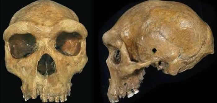研究人员报告现代西非人的祖先曾与一种“幽灵”古人类杂交