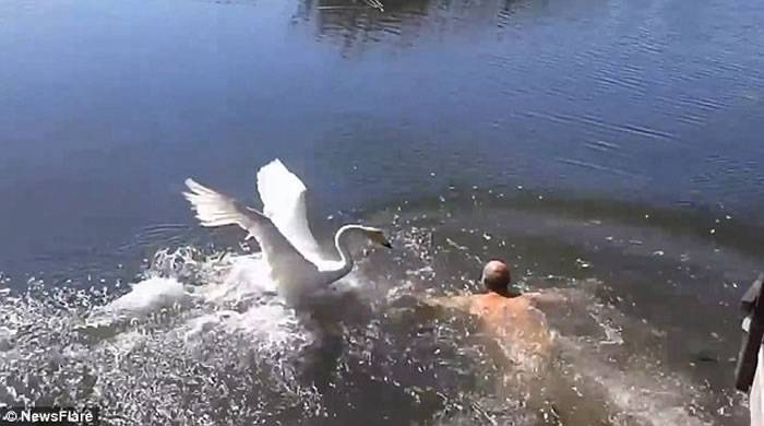认定是入侵者 俄罗斯两天鹅飞扑袭击男泳客