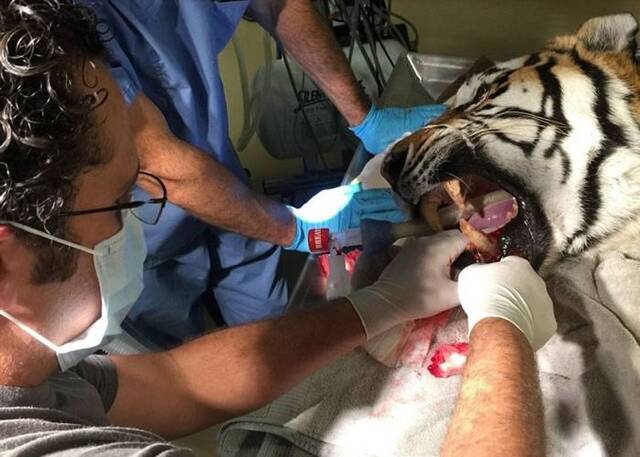 美国最牛兽医Justin Boorstein专为狮子老虎等大型猫科动物做手术