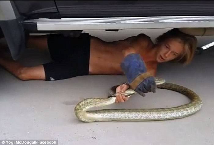 澳洲少年徒手活捉两米长蟒蛇