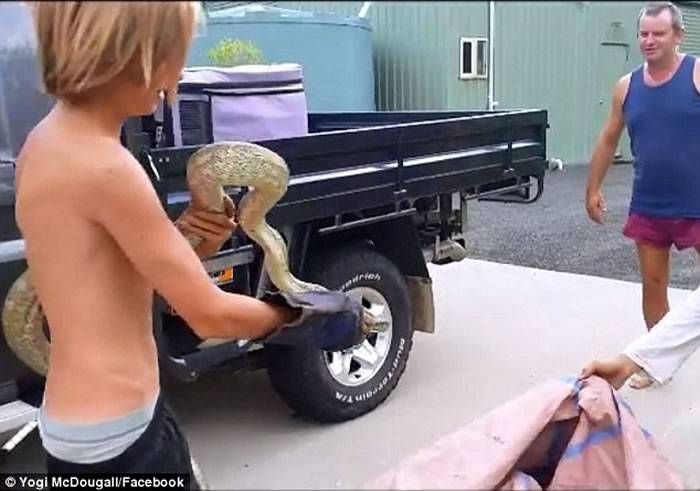 澳洲少年徒手活捉两米长蟒蛇