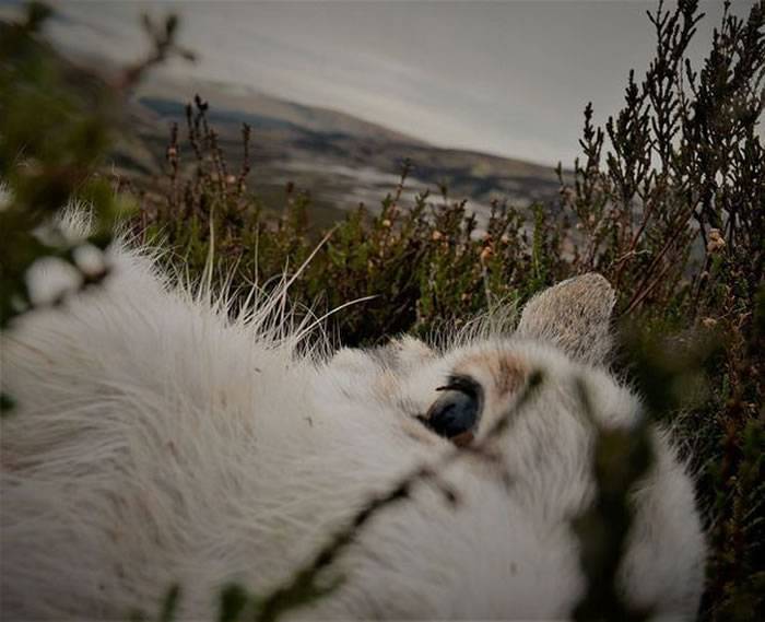 英国摄影师将镜头绑在金雕背上拍到震撼捕猎雪兔镜头