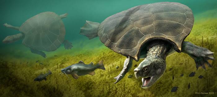 南美洲发现1公吨重巨型地纹骇龟化石Stupendemys geographicus 下颚构造还能吃鳄鱼