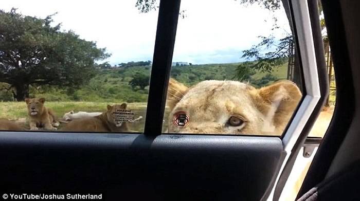 一家人开车到南非野生动物园参观 母狮突然用嘴巴咬开车门