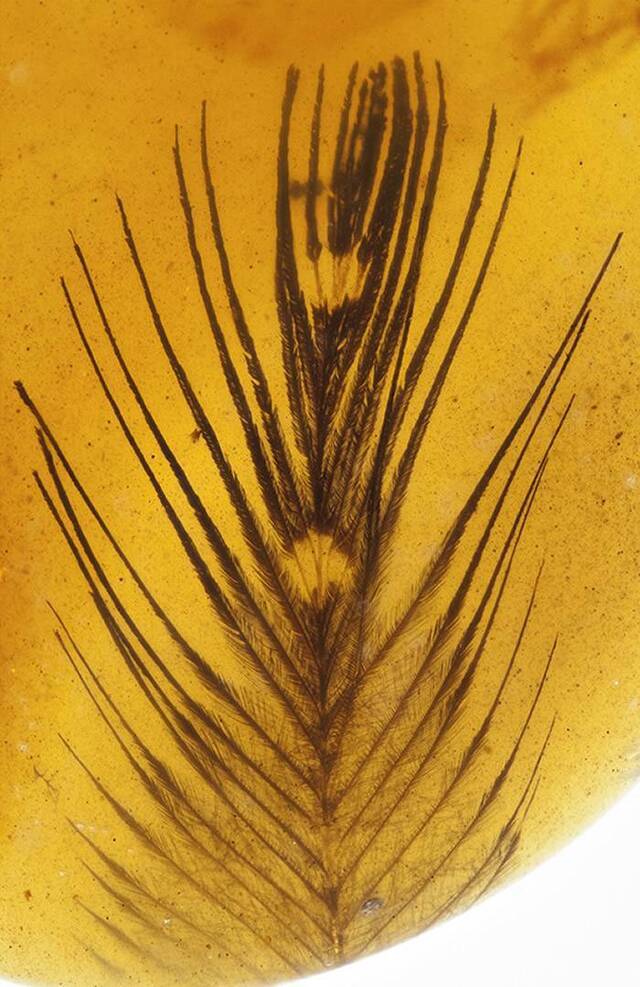 缅甸白垩纪琥珀中发现一批形态各异的恐龙羽毛
