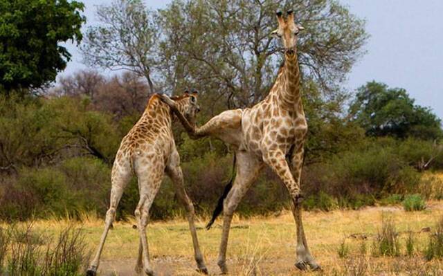 非洲博兹瓦纳长颈鹿为争权势“大打出脚”