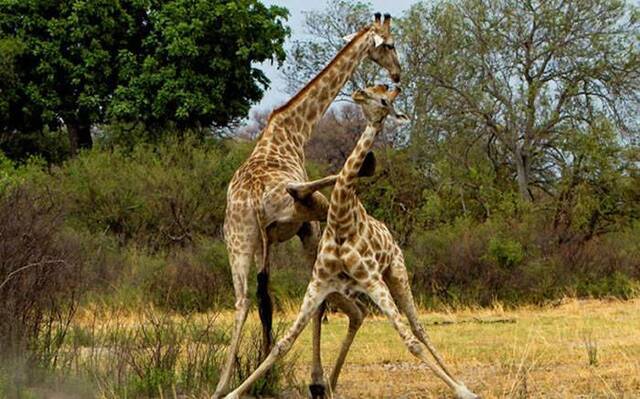 非洲博兹瓦纳长颈鹿为争权势“大打出脚”