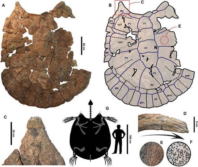 发现龟壳长达3米的巨型“地纹骇龟”化石 500-1000万年前生活在南美洲淡水沼泽地区