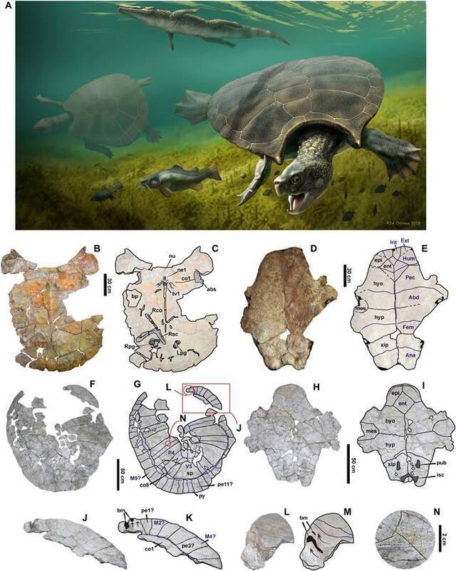 发现龟壳长达3米的巨型“地纹骇龟”化石 500-1000万年前生活在南美洲淡水沼泽地区