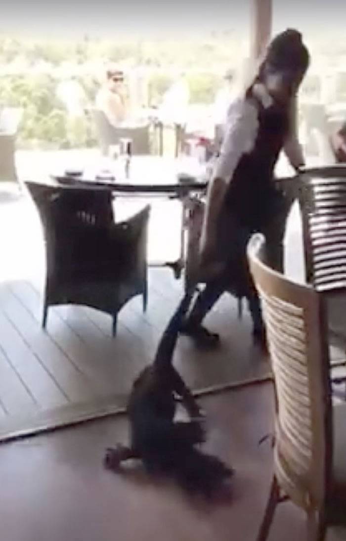 澳洲新南威尔士省巨蜥闯餐厅 女侍应徒手拽尾巴拖走