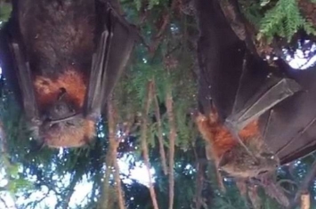 澳洲受热浪侵袭 新南威尔士省逾700只蝙蝠变干尸