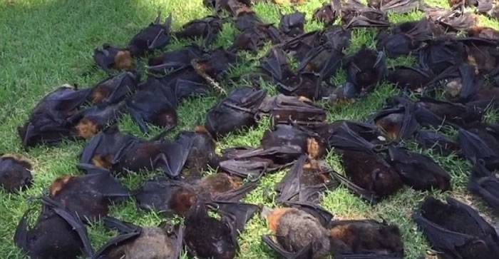 澳洲受热浪侵袭 新南威尔士省逾700只蝙蝠变干尸