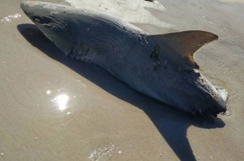 美国佛罗里达州海滩惊现半截鲨鱼尸体
