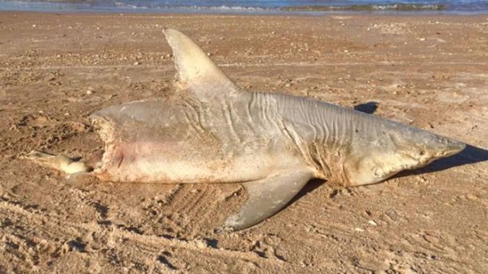 美国佛罗里达州海滩惊现半截鲨鱼尸体