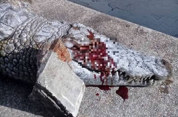 突尼西亚动物园鳄鱼被游客拿石头砸死