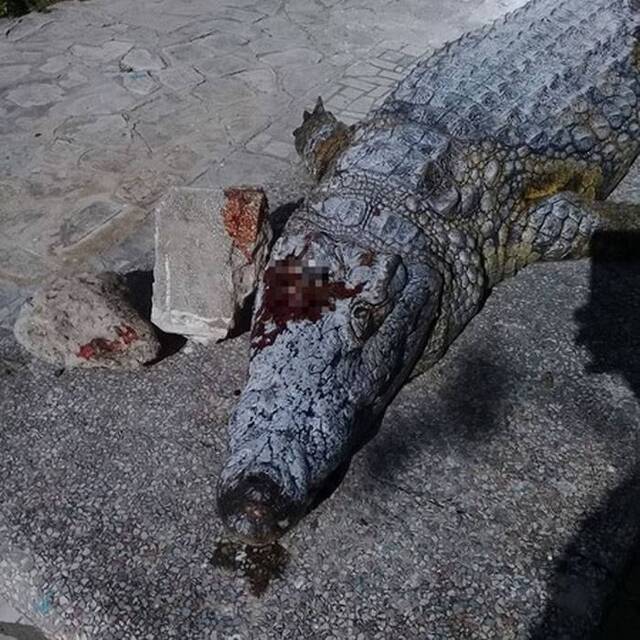 突尼西亚动物园鳄鱼被游客拿石头砸死