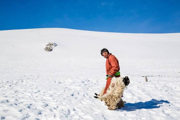 蒙古跌至零下40度 牲口冻死游牧人士受灾