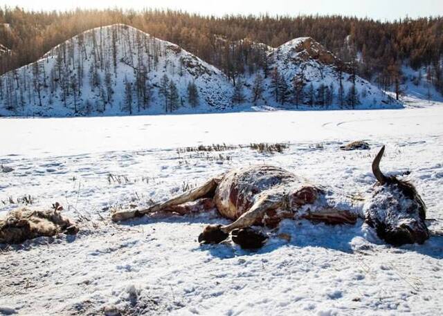 蒙古跌至零下40度 牲口冻死游牧人士受灾