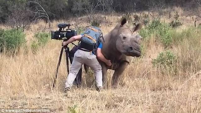 摄影师在南非草原拍摄时突然有只野生犀牛靠近