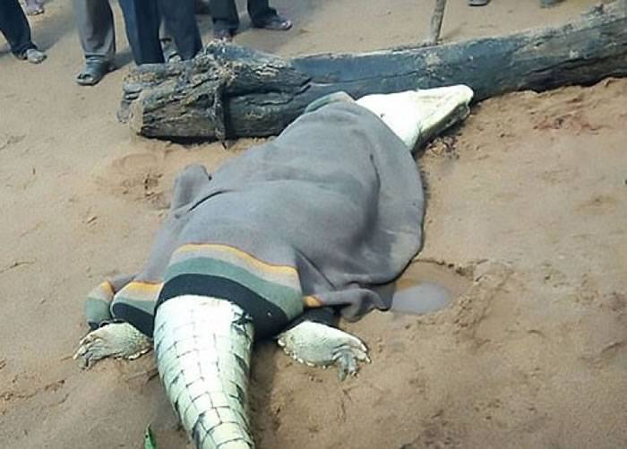 津巴布韦鳄鱼杀害并吞食8岁小孩 胃部寻获遗骸