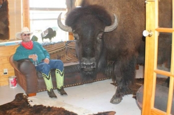 美国德州夫妇养逾吨重野牛当宠物