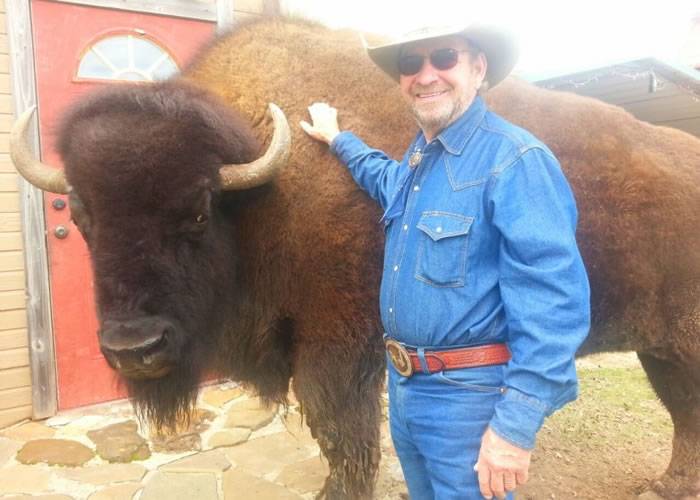 美国德州夫妇养逾吨重野牛当宠物