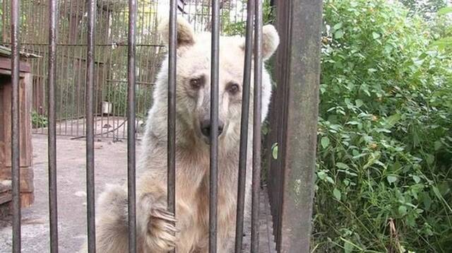 “眼神最悲伤”的叙利亚棕熊Fifi“坐牢”30年来没有冬眠过