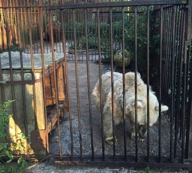“眼神最悲伤”的叙利亚棕熊Fifi“坐牢”30年来没有冬眠过