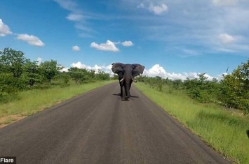 英国女游客在南非国家公园被一只非洲大象从后狂追近2公里
