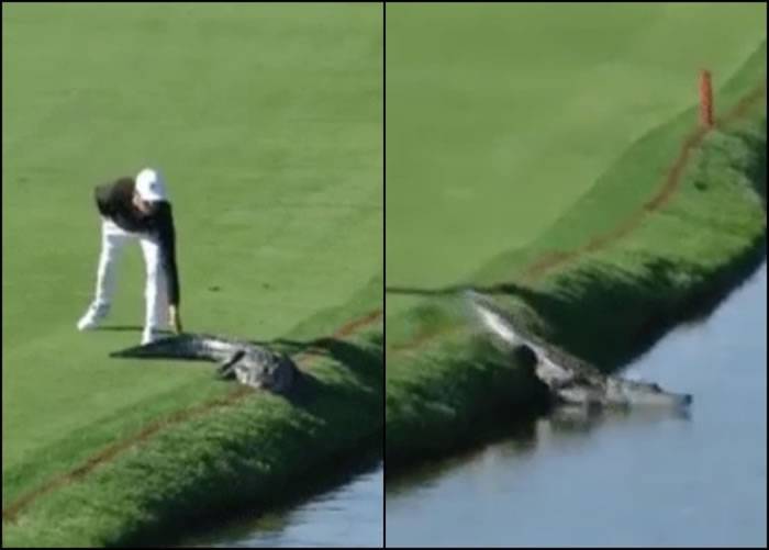 美国佛罗里达州鳄鱼在高尔夫球场晒太阳 高球手轻拍尾巴轻松赶走