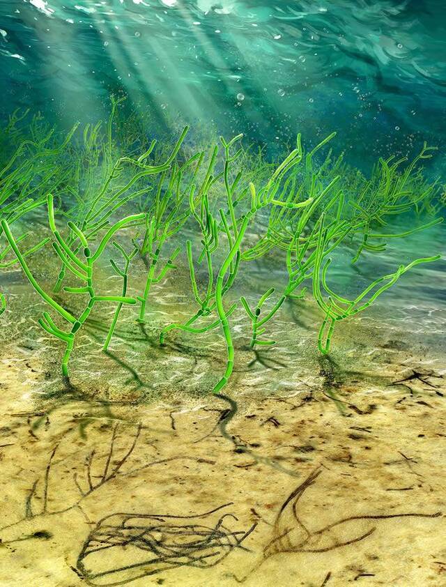 中国发现的10亿年前海藻化石Proterocladus Antiquus很可能是现代陆地植物的祖先