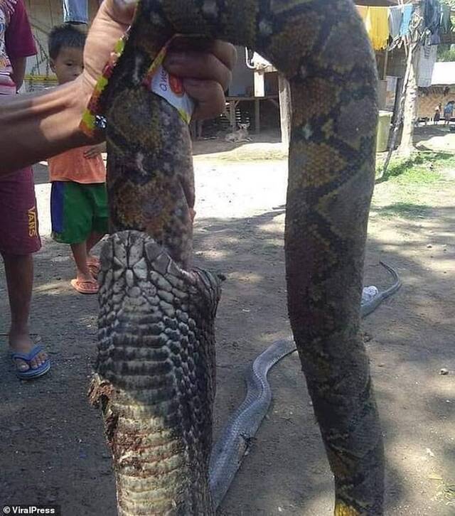 菲律宾南达沃稻田剧毒眼镜蛇大口吞食网状蟒蛇