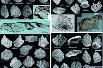 新疆塔里木盆地早志留世软骨鱼类的最新研究成果