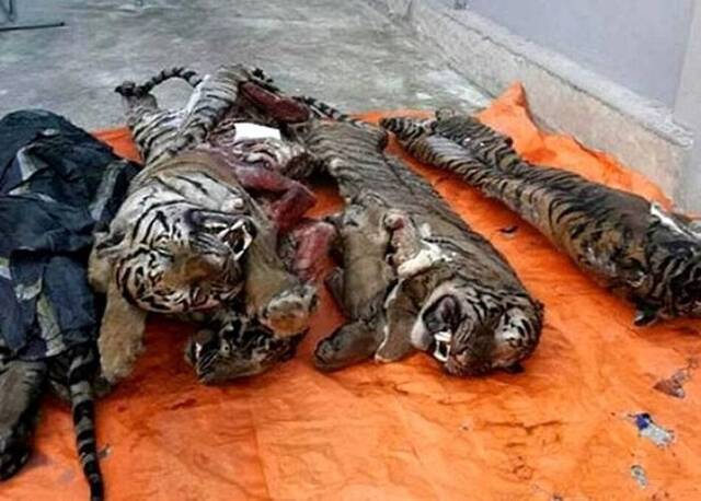 越南警搜获急冻印度虎尸体 内脏被取或作药材