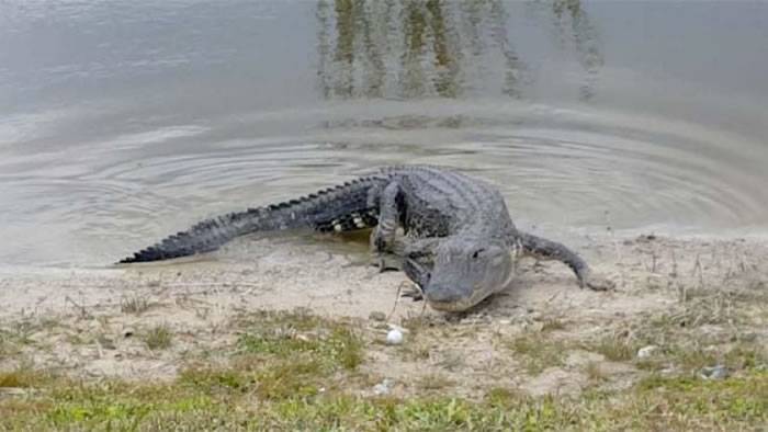 美国佛罗里达州高尔夫球场鳄鱼被击中发怒一口吃掉球
