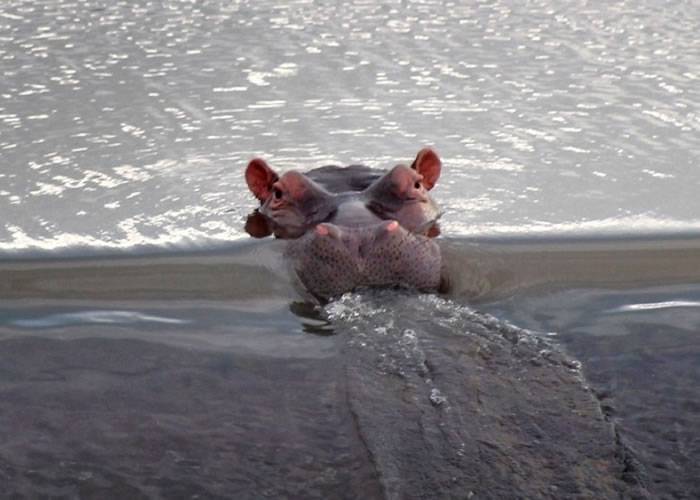 南非懂得享受生活的河马每天伏在科马提河大坝上一边泡汤一边欣赏风景