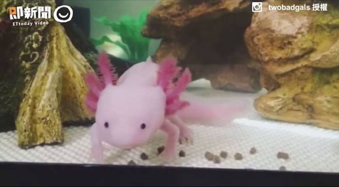 粉红色六角恐龙——水栖型两栖类墨西哥钝口螈