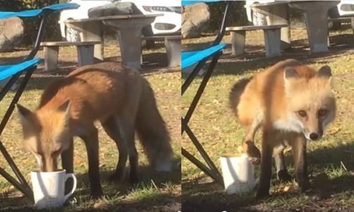 狐狸偷喝咖啡后居然抬起腿往杯里撒尿