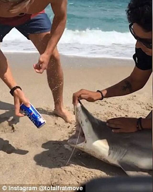 美国大学生捉来鲨鱼强行张开嘴用鲨鱼利齿当作开罐器开啤酒