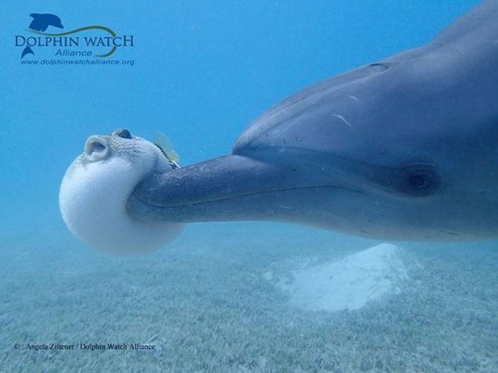 海豚用嘴巴硬戳河豚 原来是为让河豚分泌出毒素吸食
