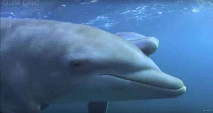 海豚用嘴巴硬戳河豚 原来是为让河豚分泌出毒素吸食