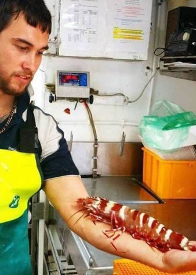 澳洲渔民在卡奔塔利亚湾捕获如成年人前臂般长的超巨型虾：领导虾