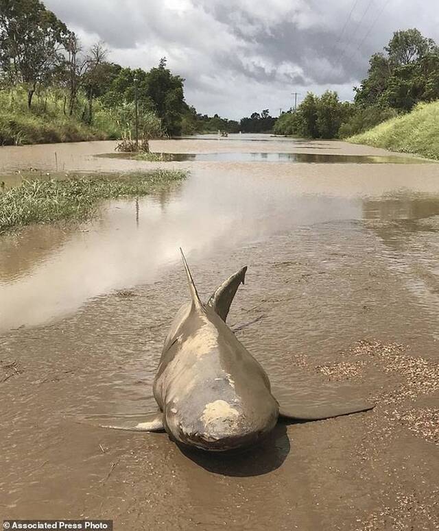澳洲昆士兰北部遭强烈飓风黛比侵袭 道路上竟出现一条公牛鲨尸体
