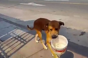 秘鲁水灾：一只狗狗叼着水桶走来走去似向居民乞求食水